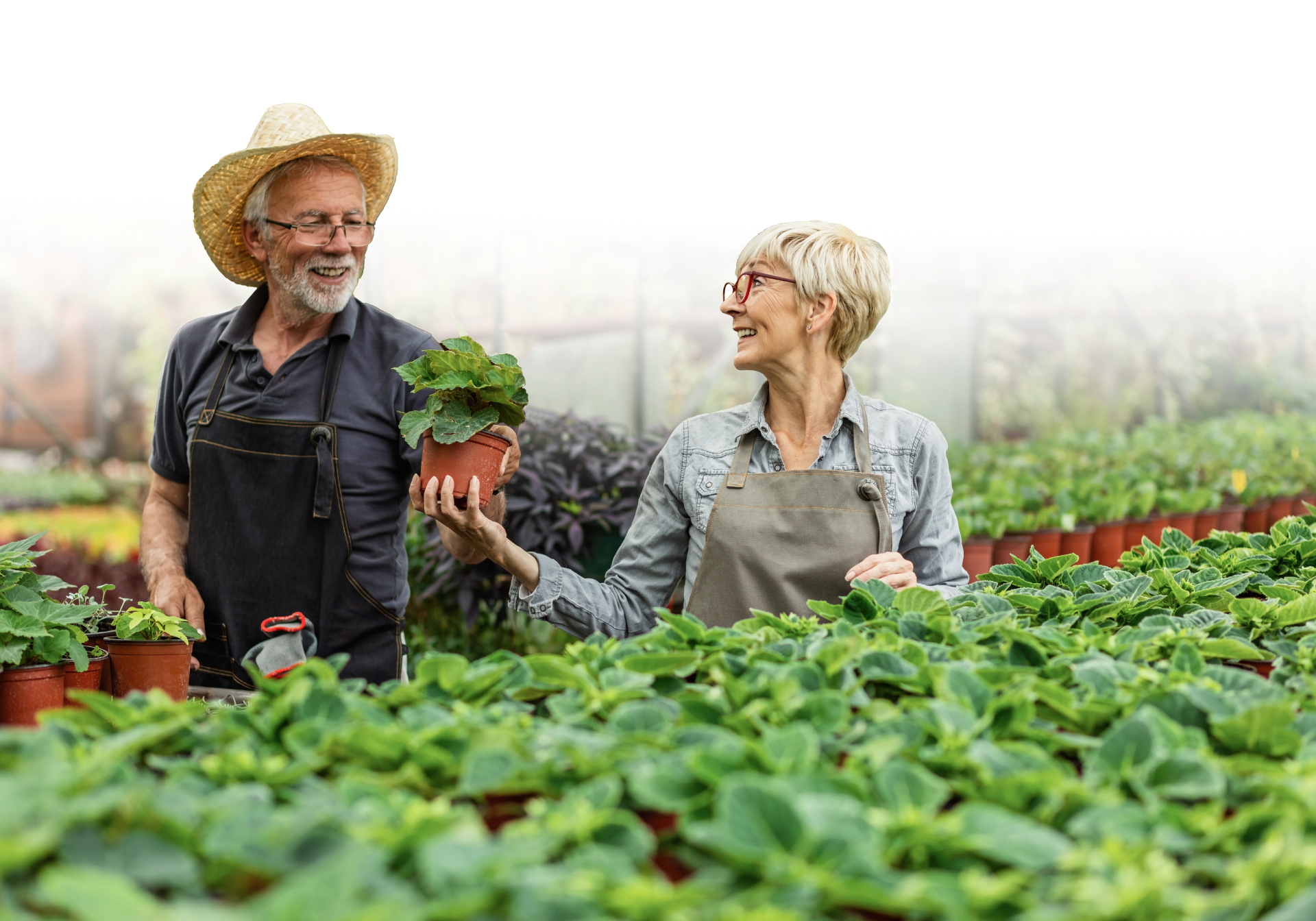 AGR-uveghaz-aloldal-elemek_05-hatter kertészeti üvegház