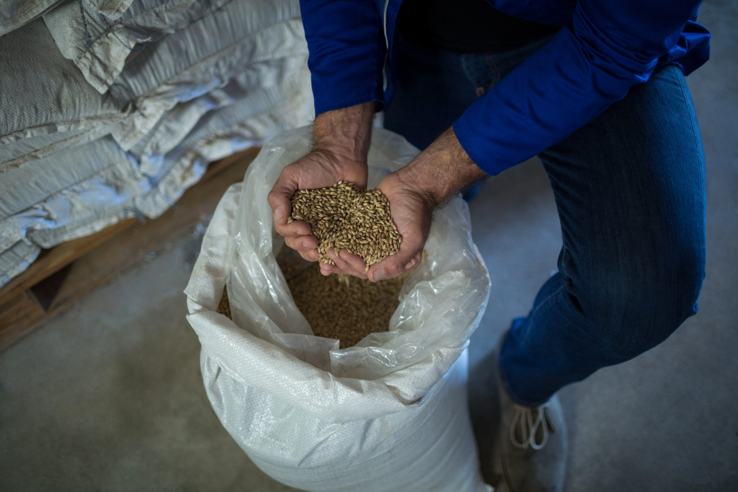 Low section of worker examining barley